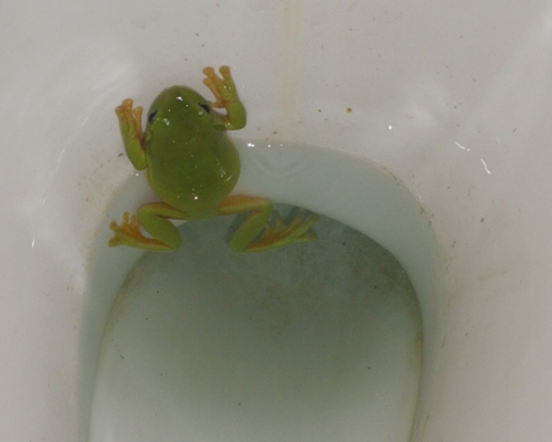 what happens if you flush a frog down the toilet